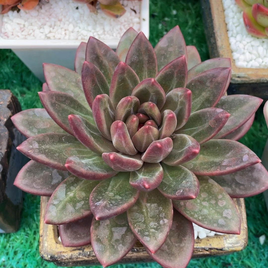 迷雾泡泡多肉植物