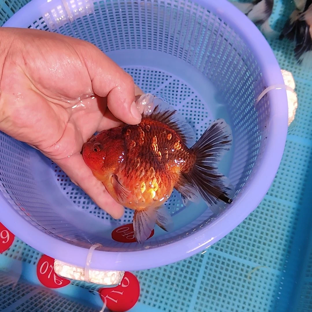 江***海金鱼048虎皮麒麟特价京东包邮