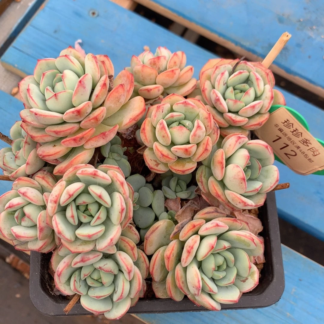 香草老桩一物一拍