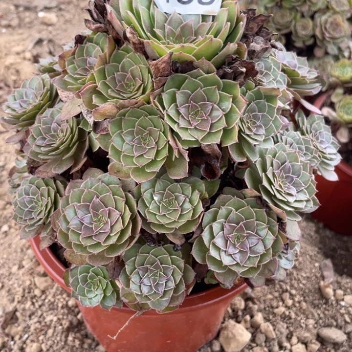 全部花朵438多肉植物红魔