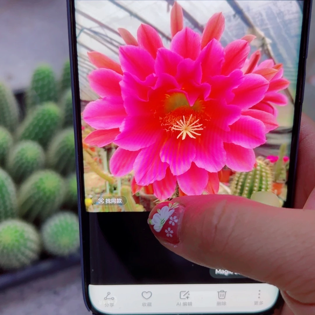 下13毛飞龙歪无根侧芽8公分左右20包邮