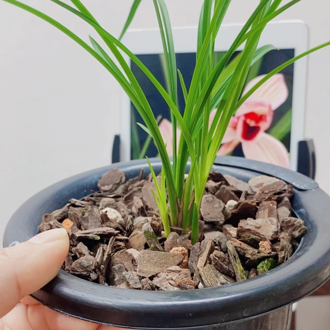 风***君当前无花栽培后可以开花