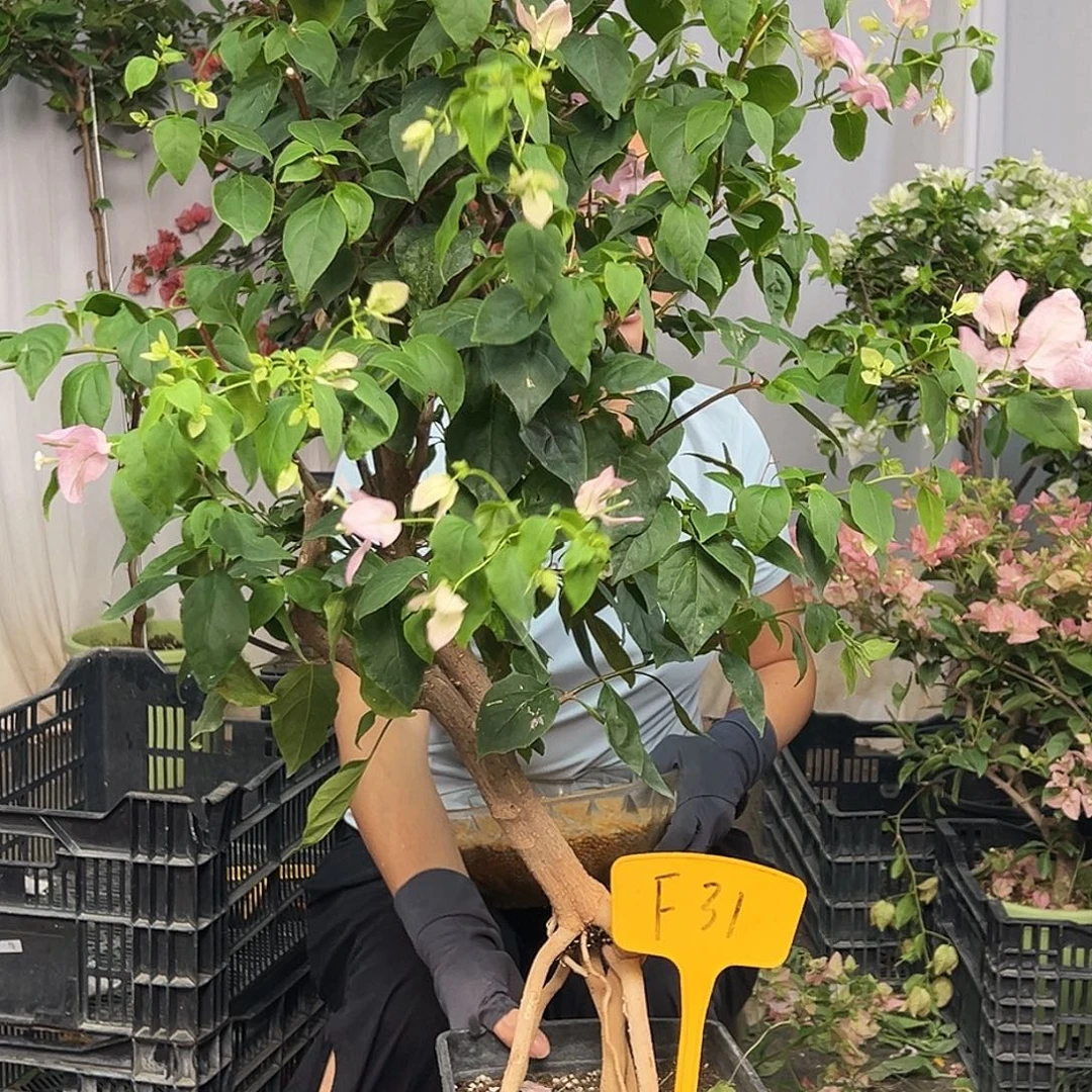 糖***小当前无花栽培后可以开花F31广红樱