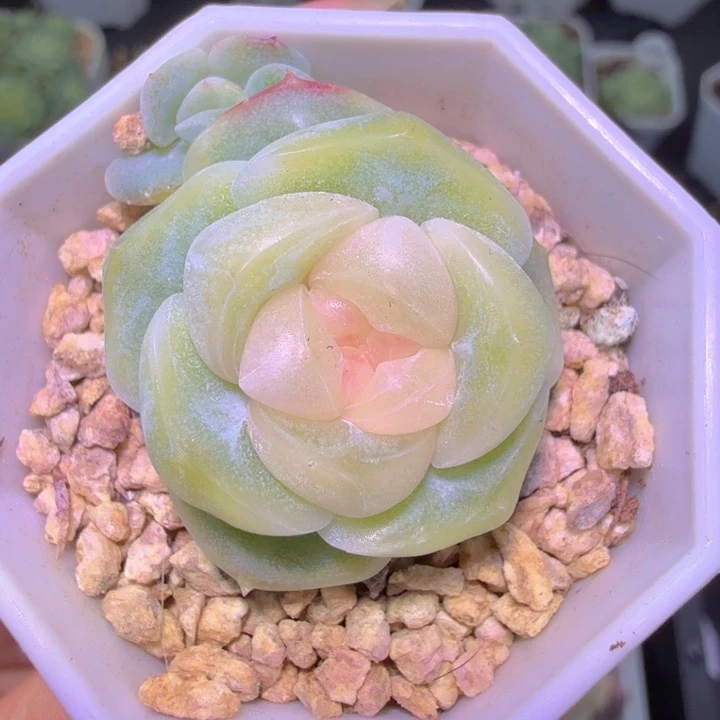 良辰多肉植物单头