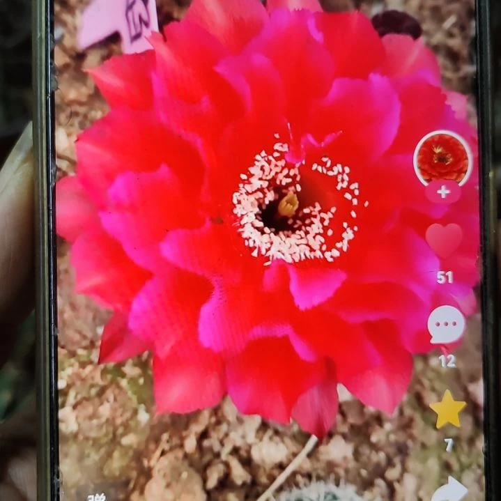 仙人球彩草赤焰侧芽6公分左右