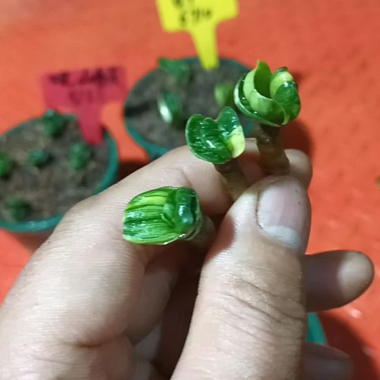 君子兰小苗君子兰