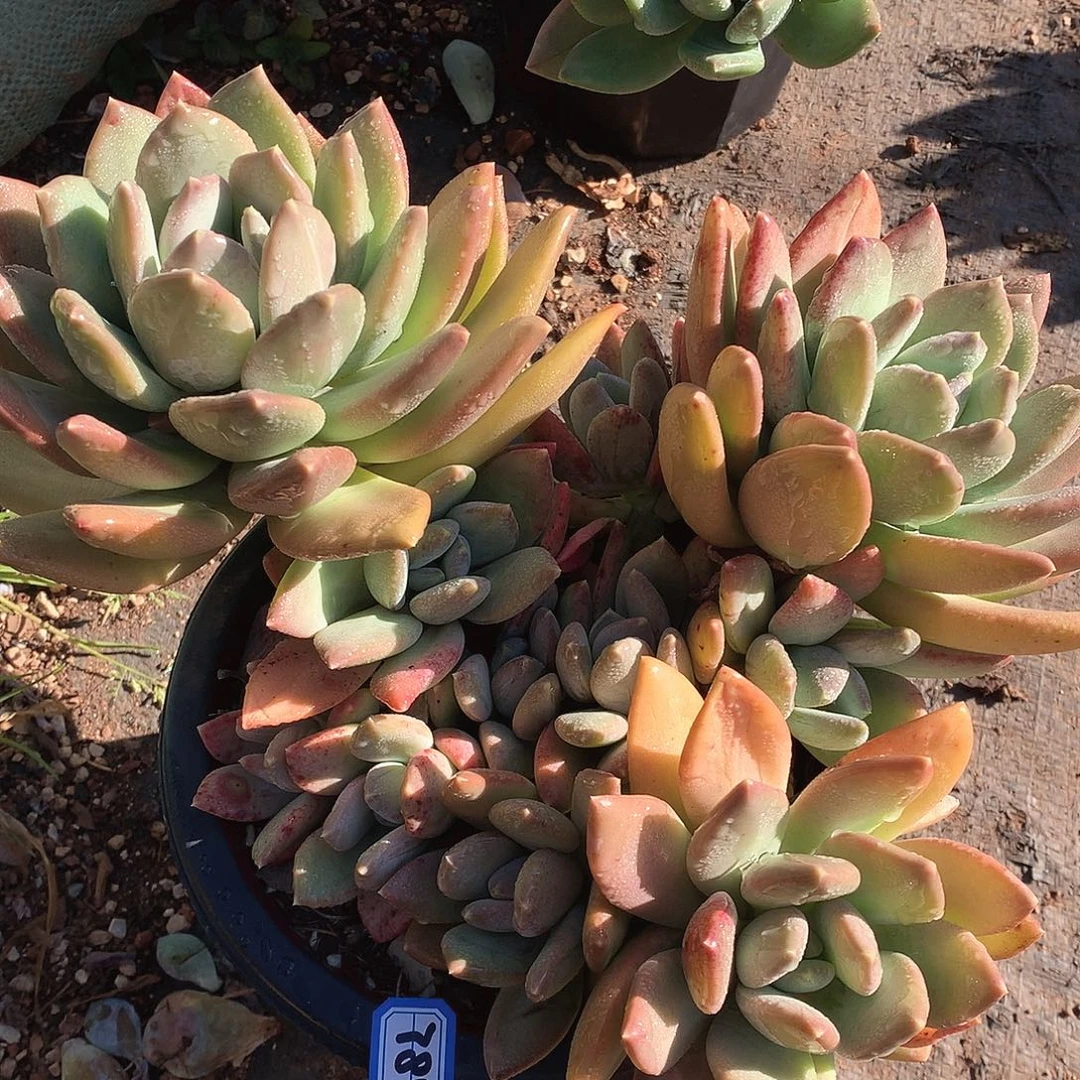 784海洋之星一物一拍多肉