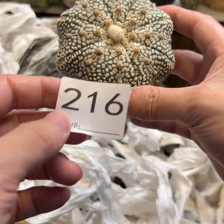 小***单兜星球仙人球216号球