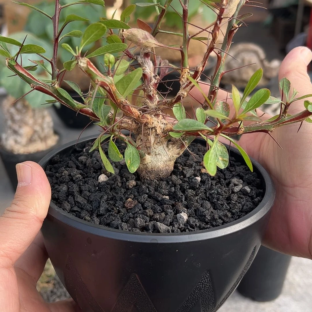 簇生福桂花668888