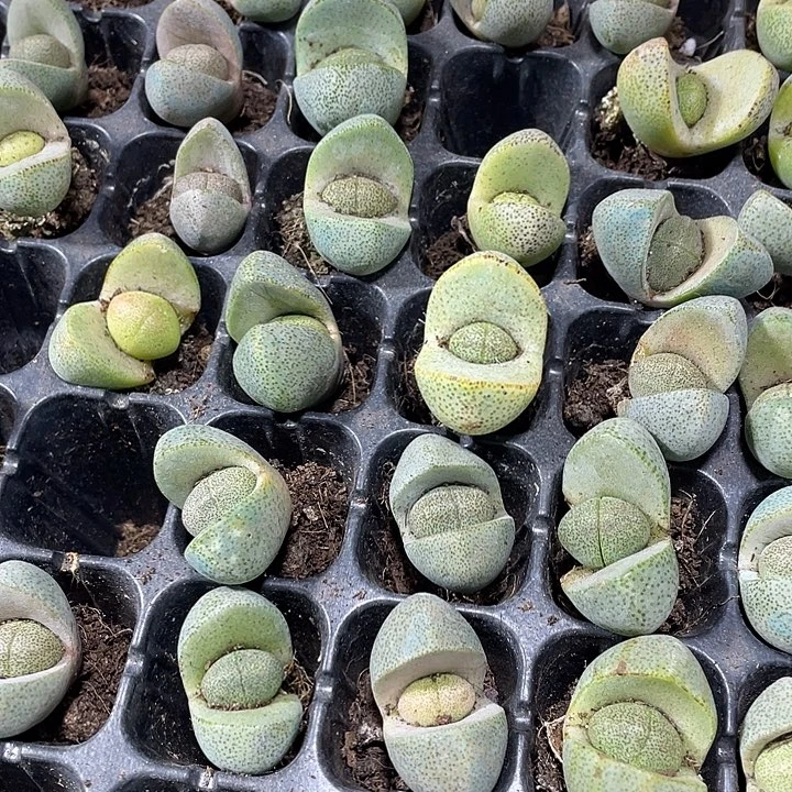 小绿元宝1元带土发货