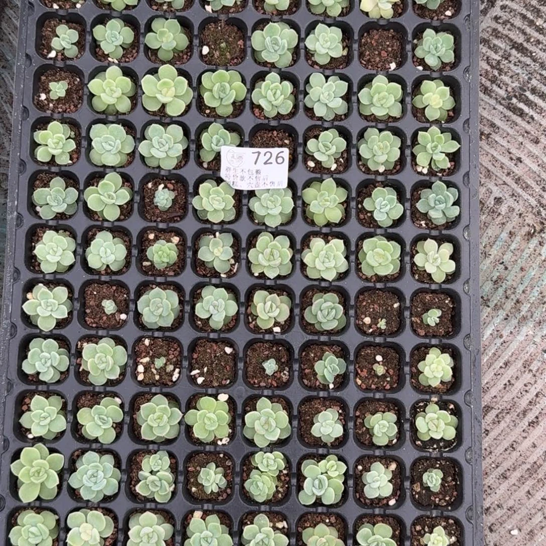 唐***意如图726云慢播种穴小白白一盘