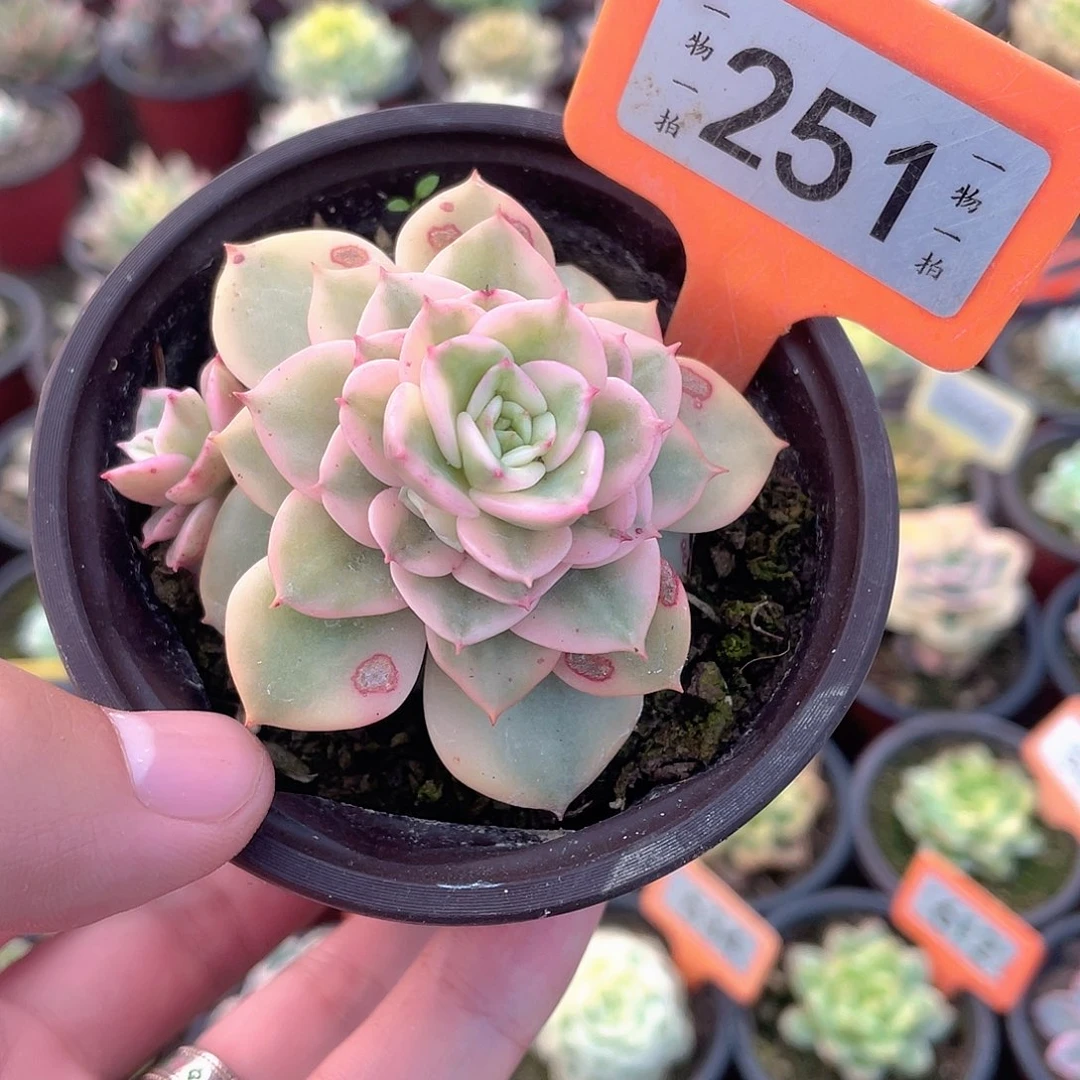 蜡牡丹锦251号多肉植物