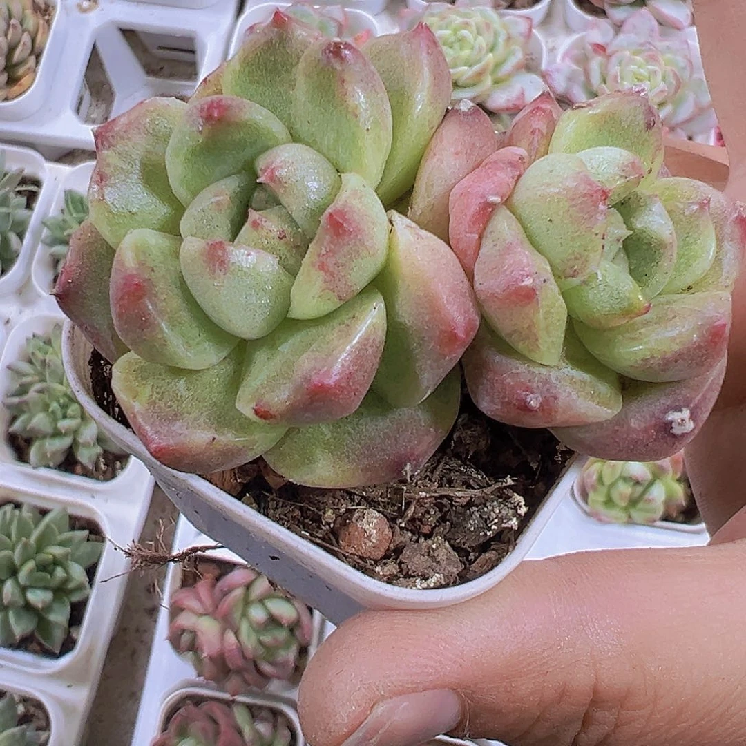 双头格拉姆林19包邮多肉植物