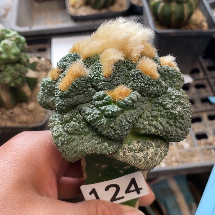 仙人球牡丹龟甲124号
