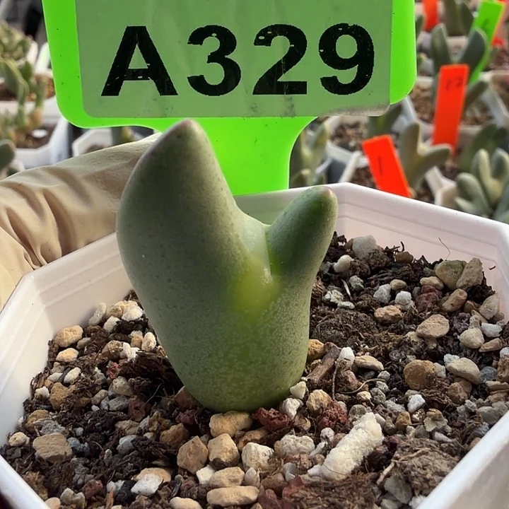 ****）329mmmmnnnnbbbnnnnn