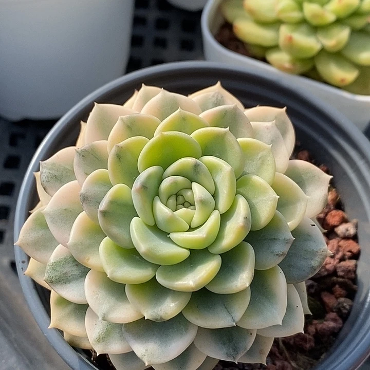 布偶锦大多肉植物