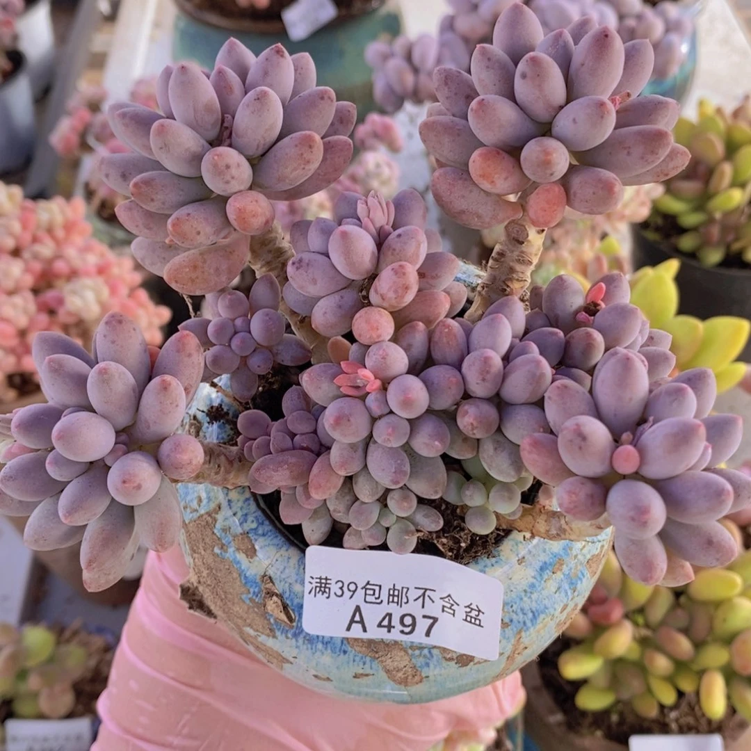 婴儿手指老桩12cm497多肉植物