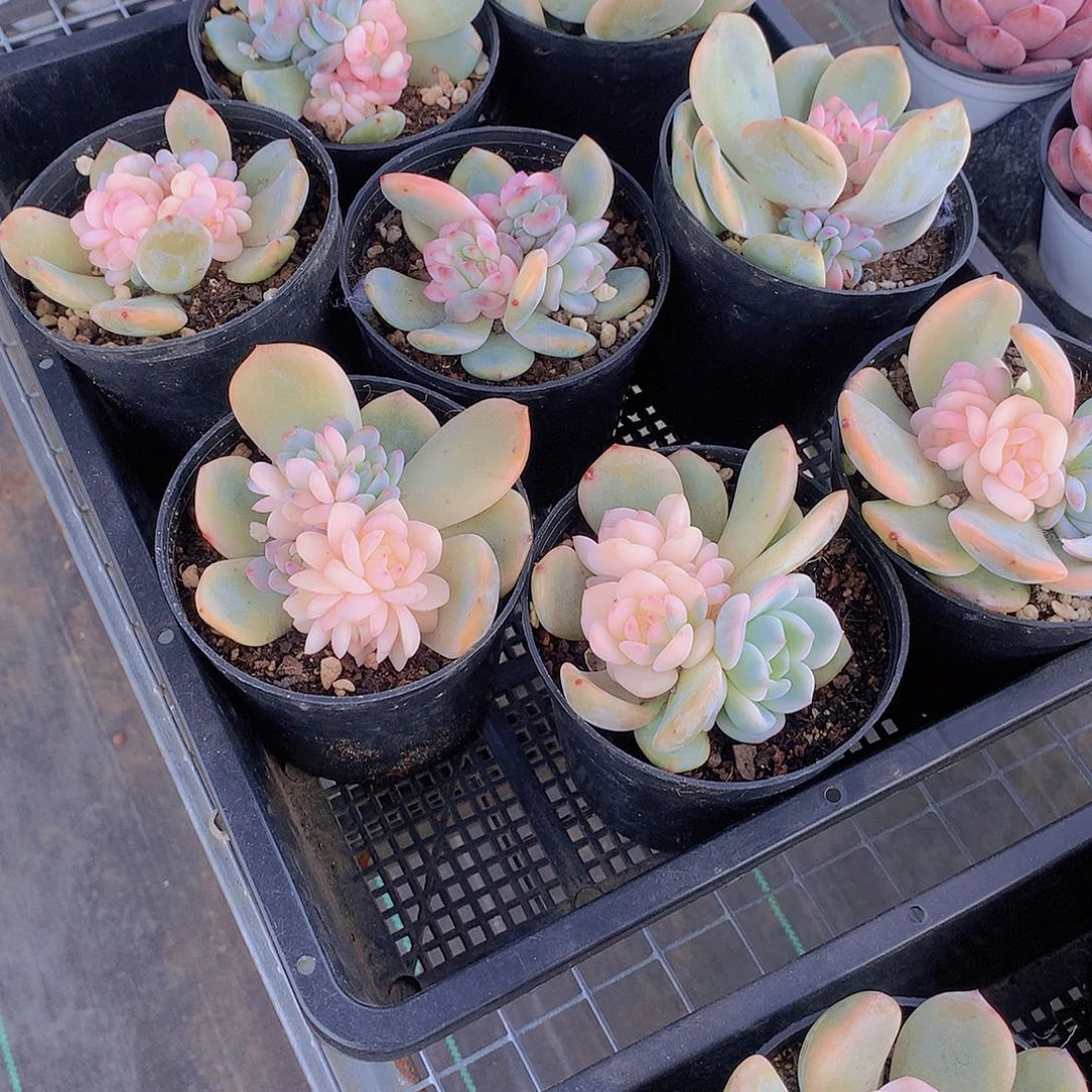 橙梦露底座锦2356789990000