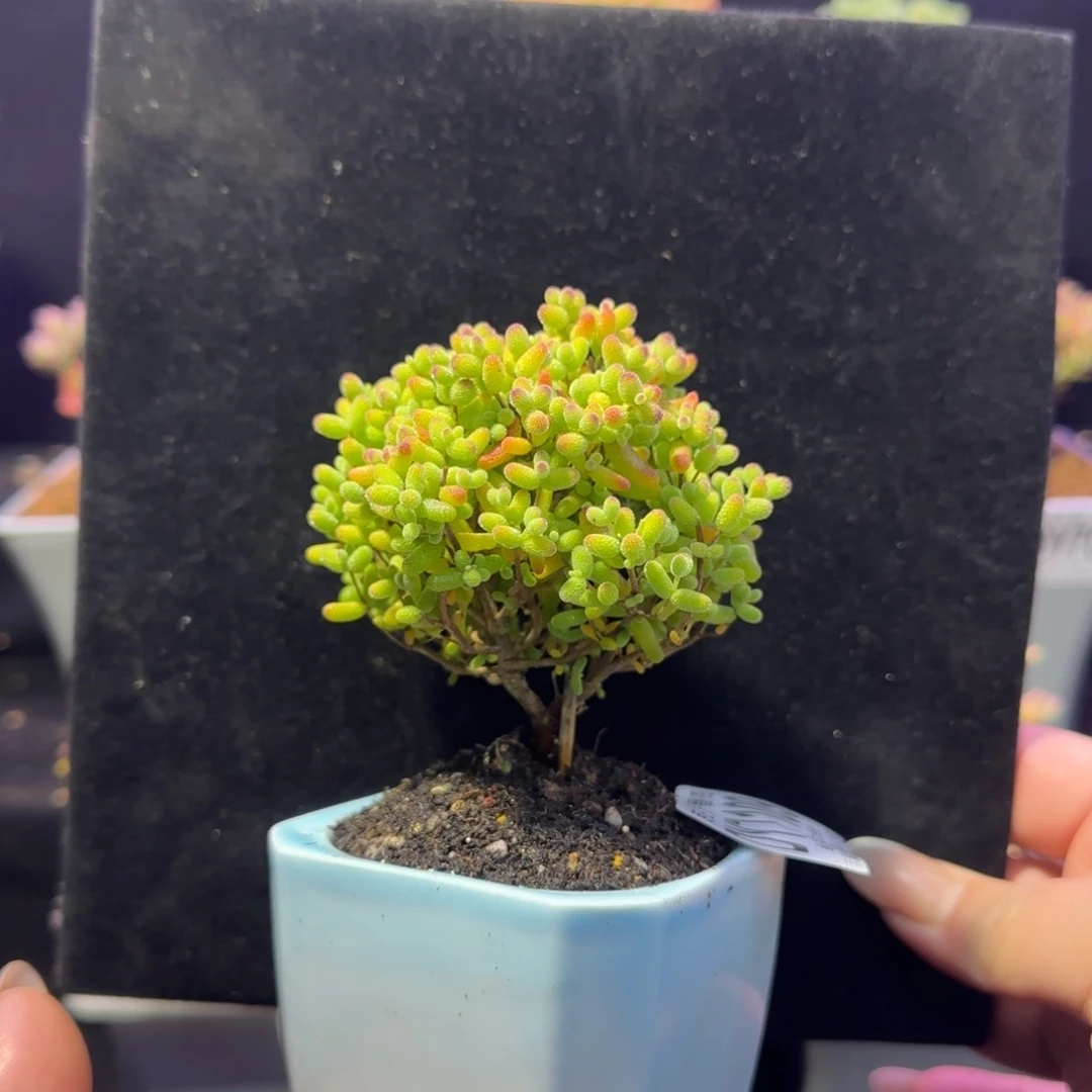 dy109精控金桔直杆双岔带盆开播福利冠幅6cm