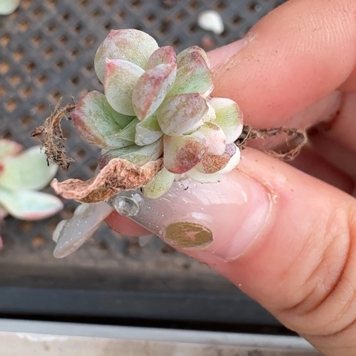 冰月亮锦一物一拍