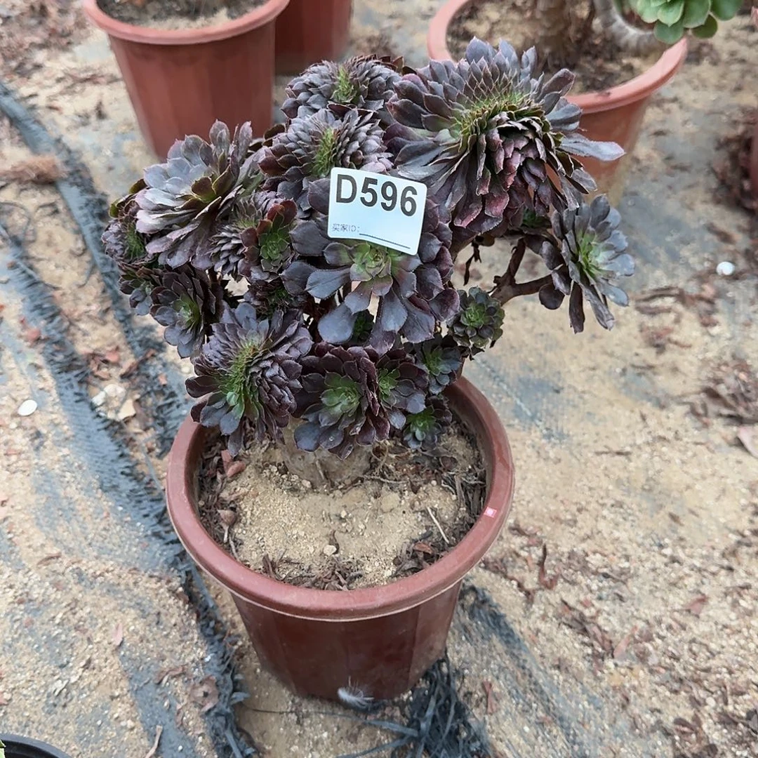 596铜壶有伤一颗呀呀满28包邮