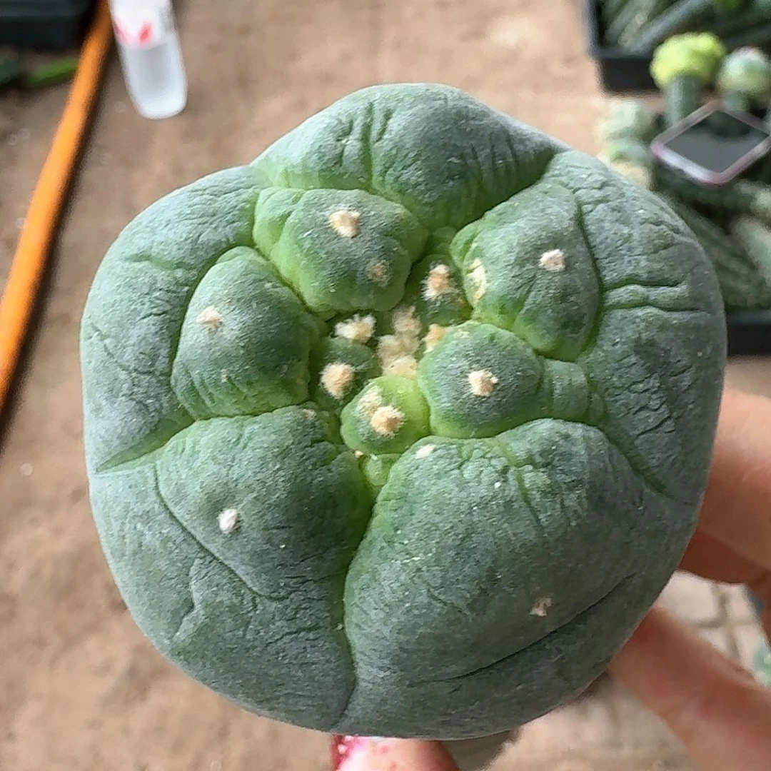 【闪购商品】无花朵俊**河大尤鲜848