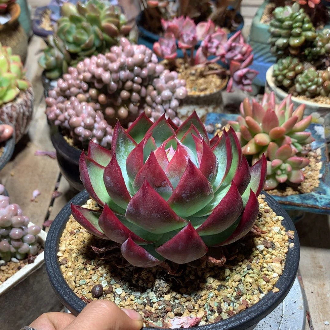 惊鸿仙子多肉植物rucinvm