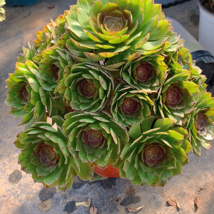 旺*395万拉丝精品捧花朵朵