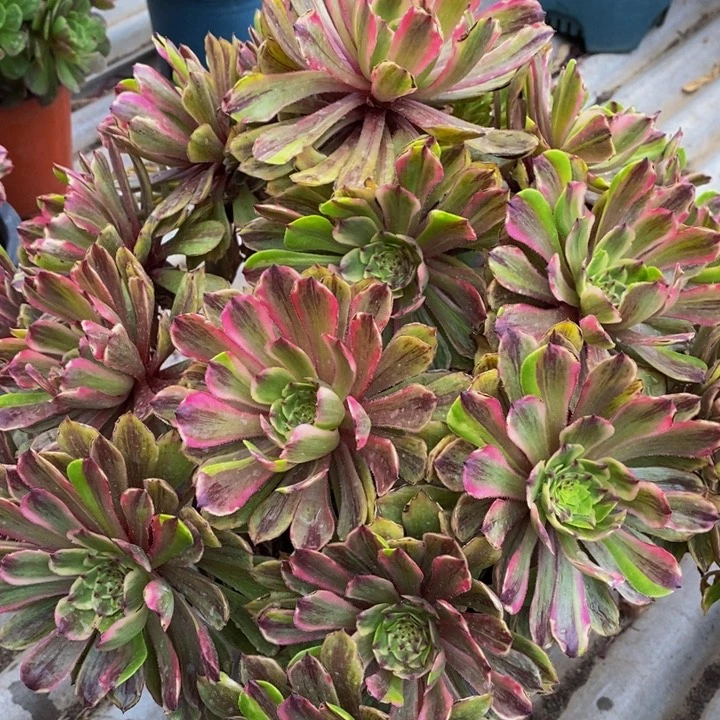 红****n花脸粉黛一颗多肉植物