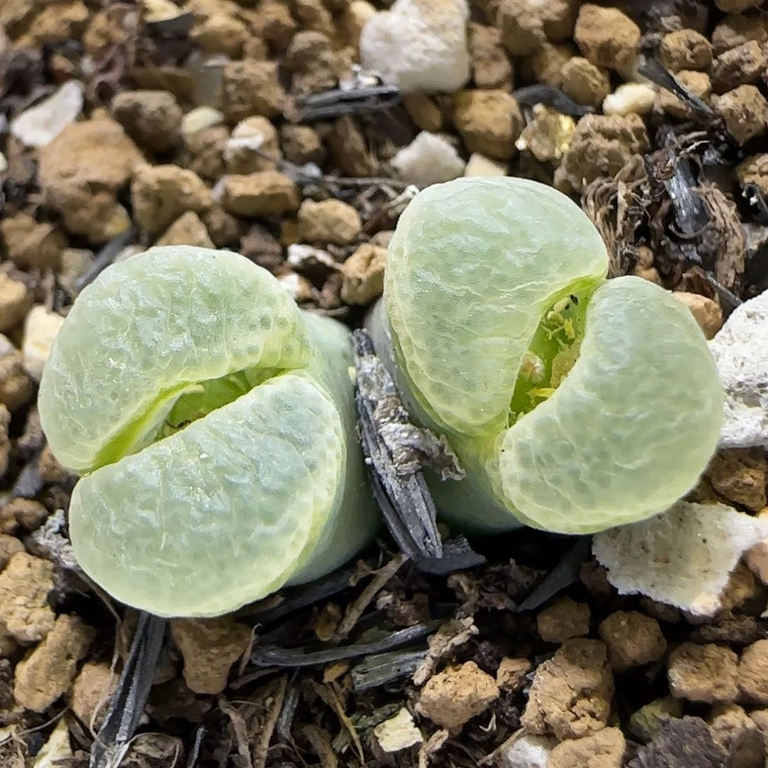 11.18   福利1453.9骚粉 5013