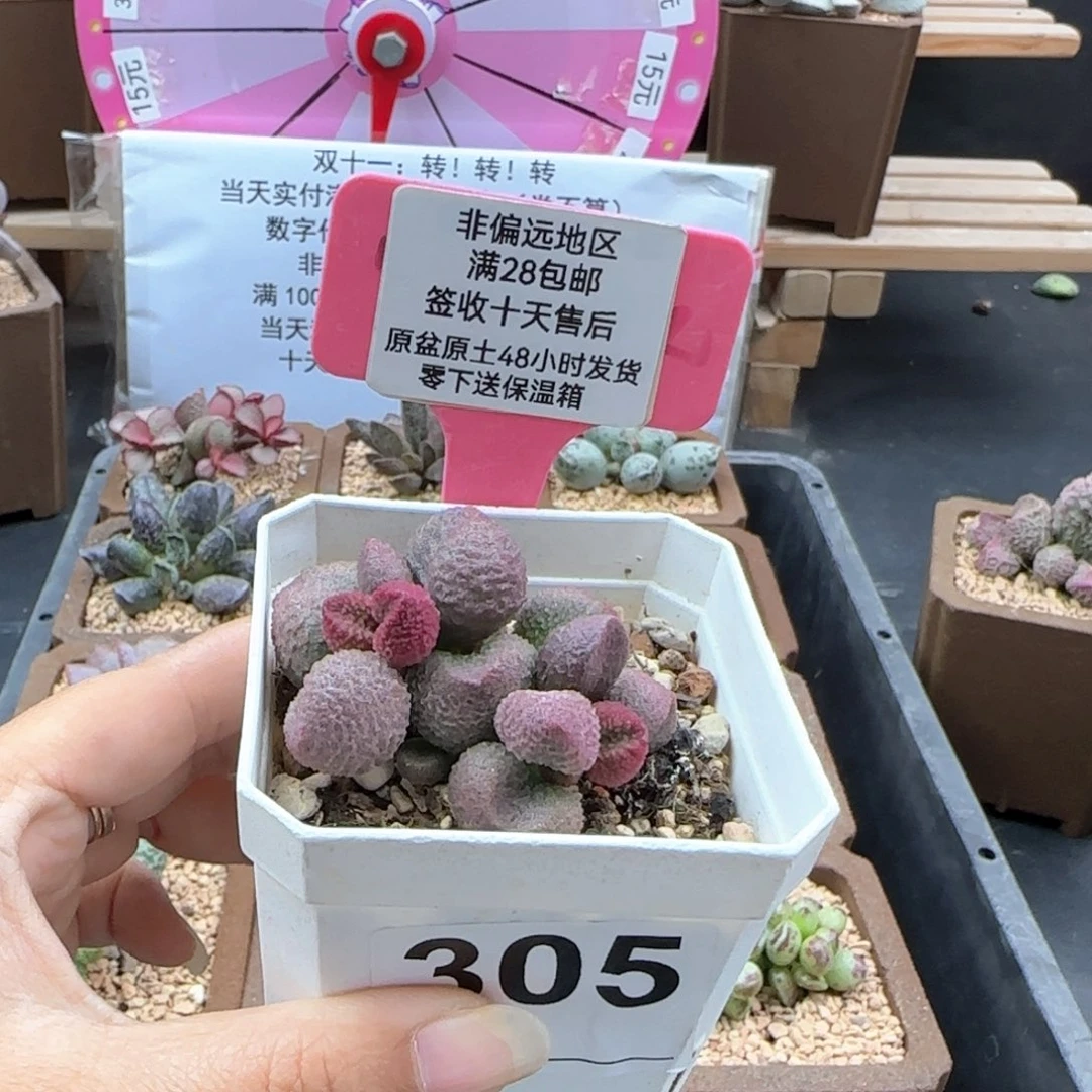 冰***酱305水蜜桃补差多肉植物