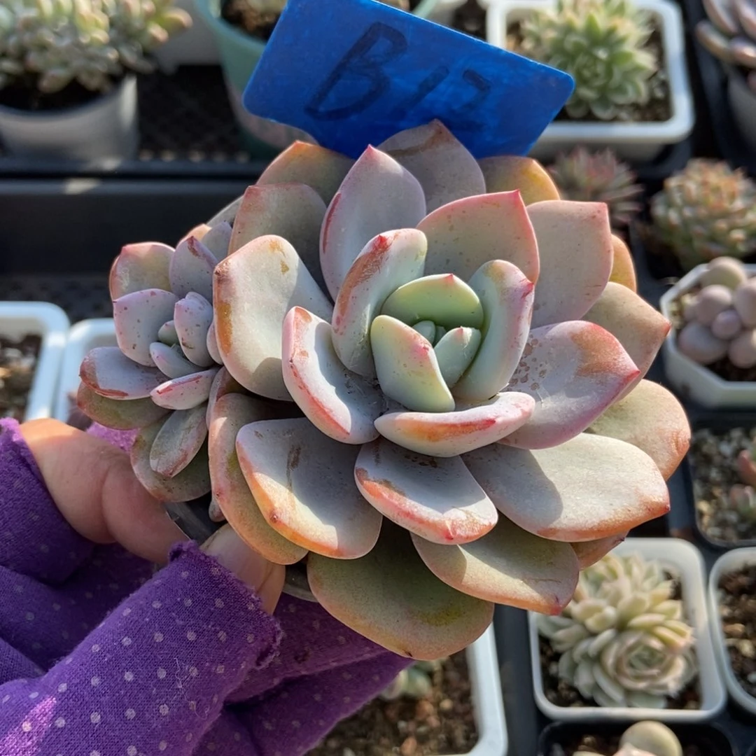 12奶茶多肉植物多肉