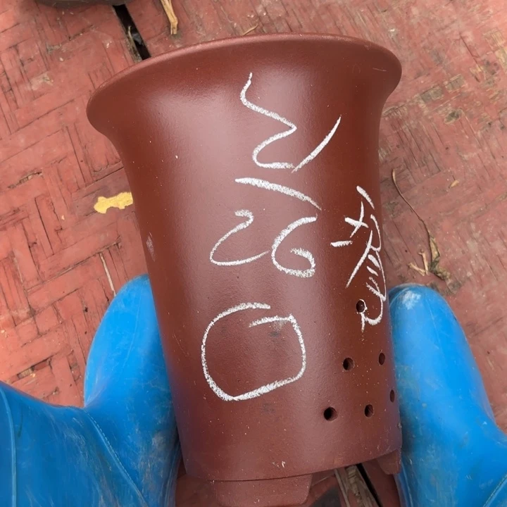 花盆紫砂紫砂的花