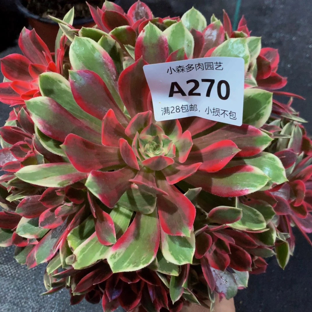 270浣纱888888888888