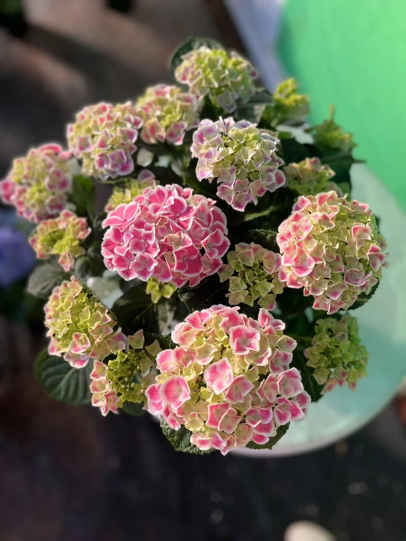 绣球花【帝沃力】一物一拍原盆原土发货