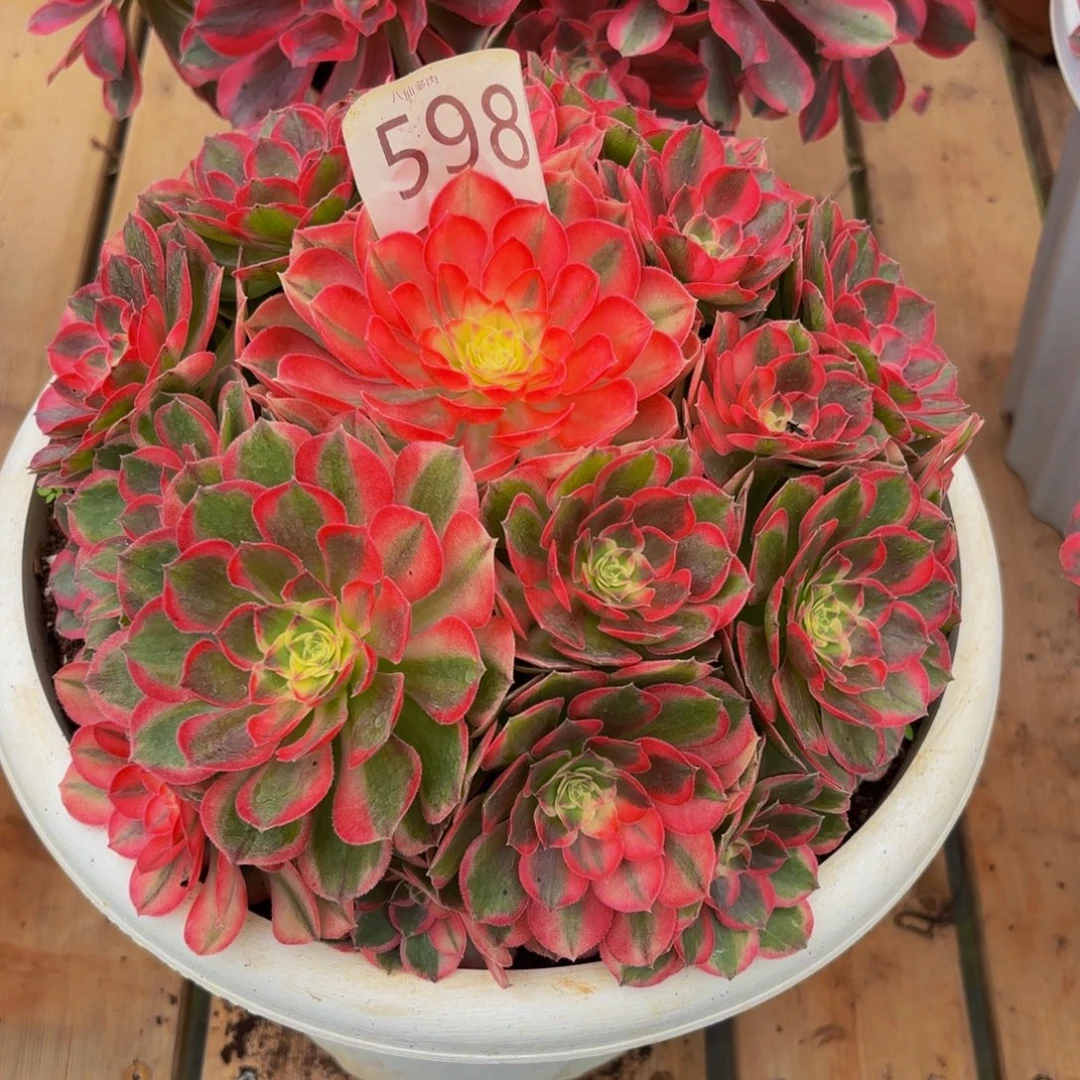 腾***地598多肉植物玉芙蓉