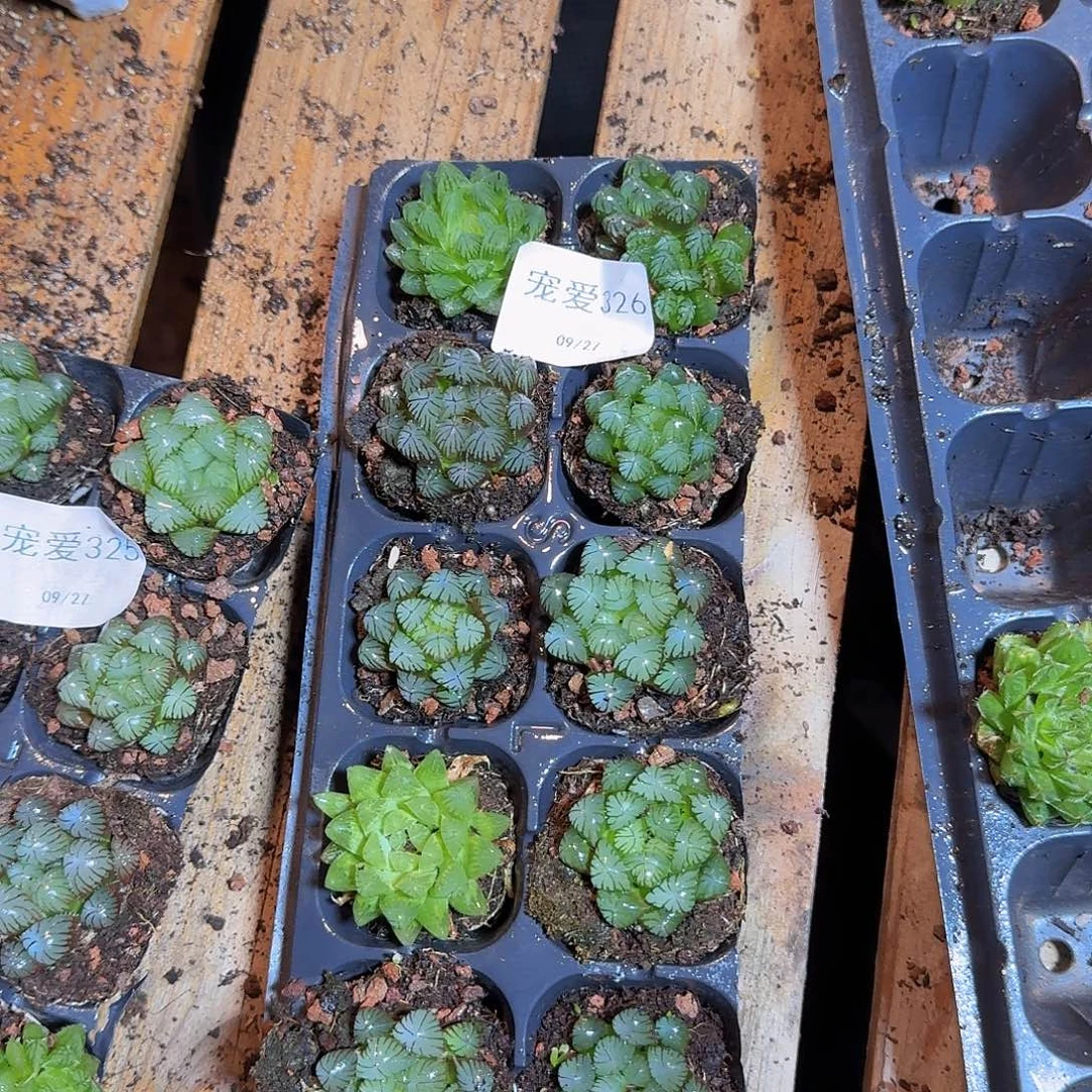 直播福利一物一拍326