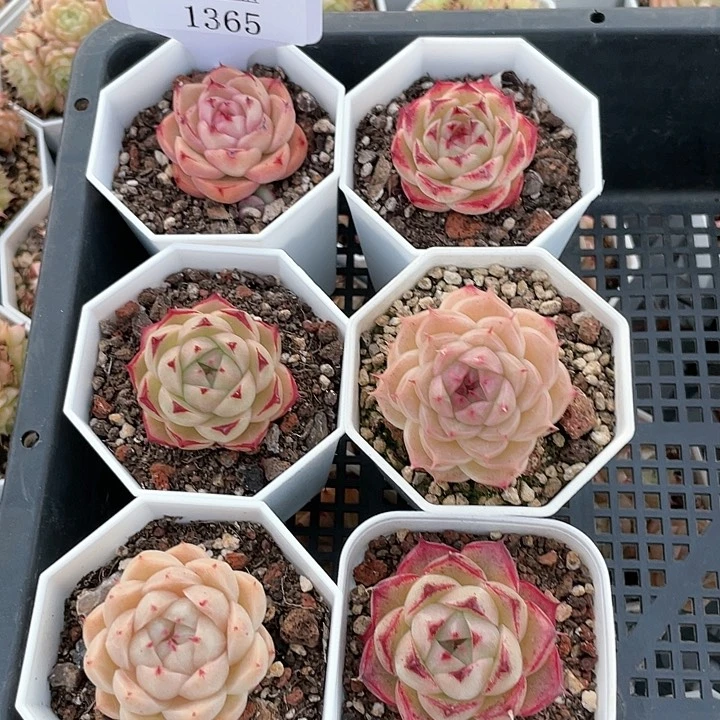 薇薇安园艺多肉1365