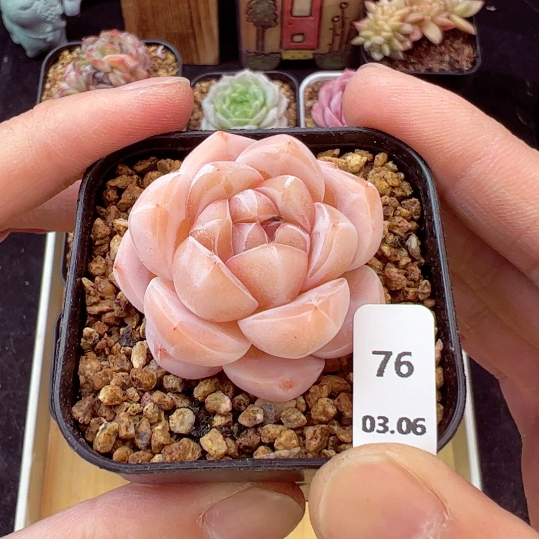 茶卡76、哈哈哈哈