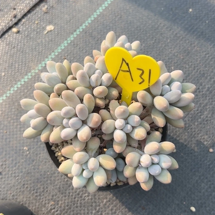 无花朵盛*多肉葡萄干和一杯