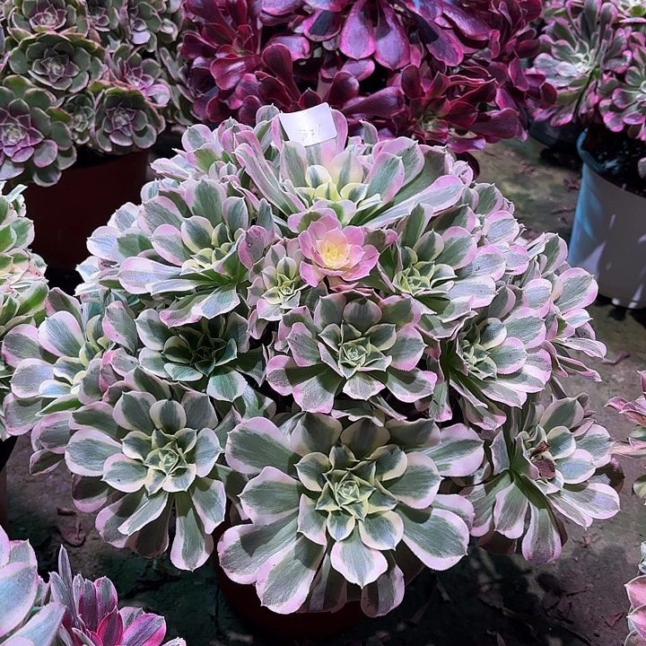 多肉植物白凤00821
