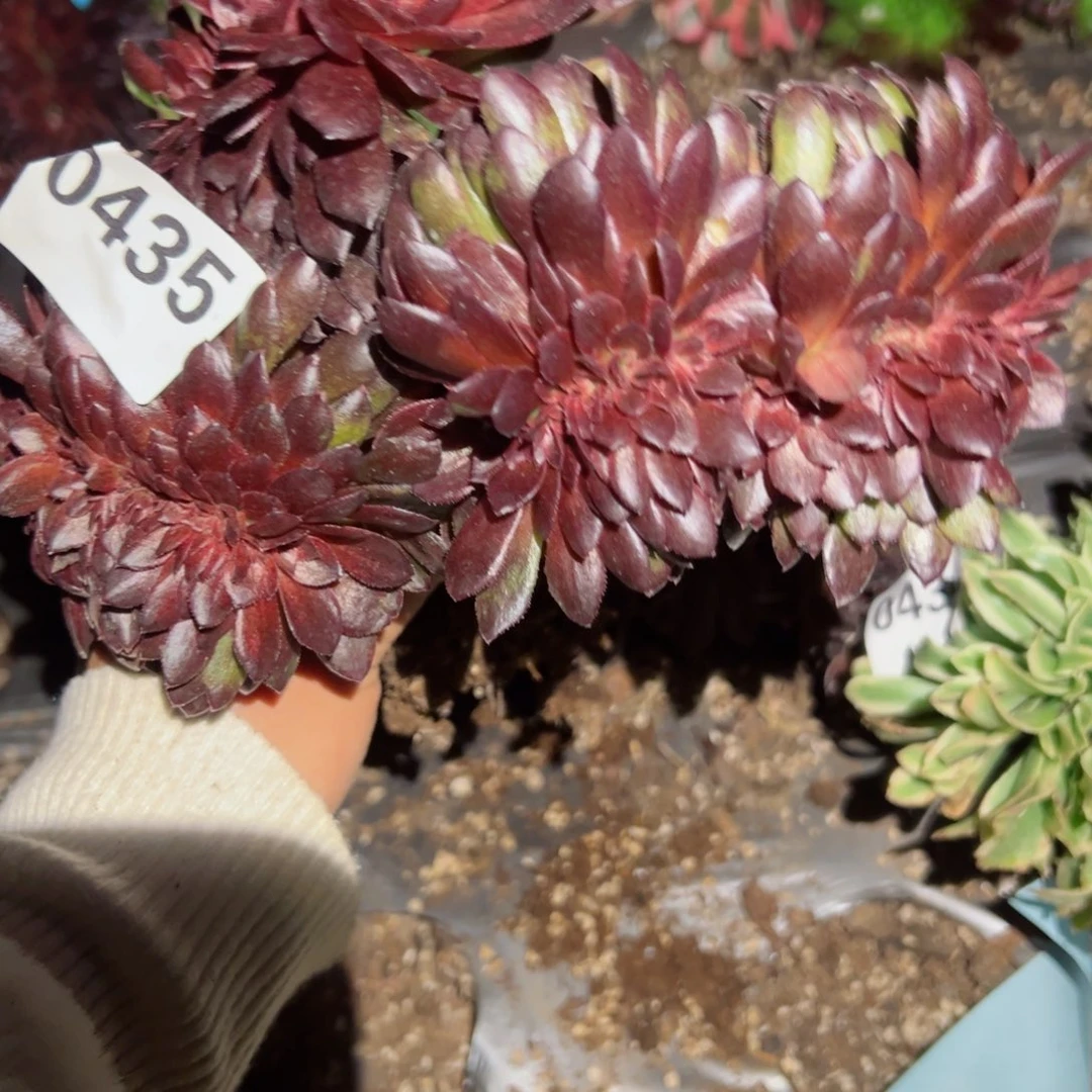 435 号多肉植物法师新年福利00