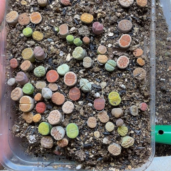 多肉植物的生长546