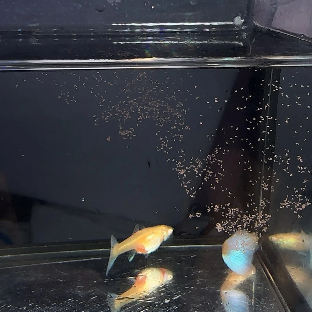 孔雀鱼欧意蓝白一对