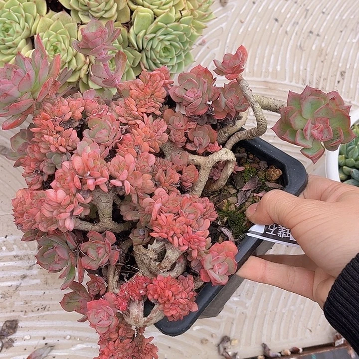 冰灿缀26153多肉植物