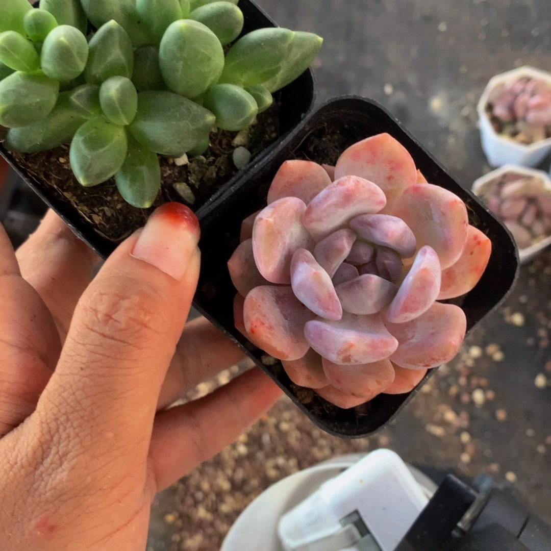 千代田双头  粉橙子  （满9.99包邮不满9.99发叶子）