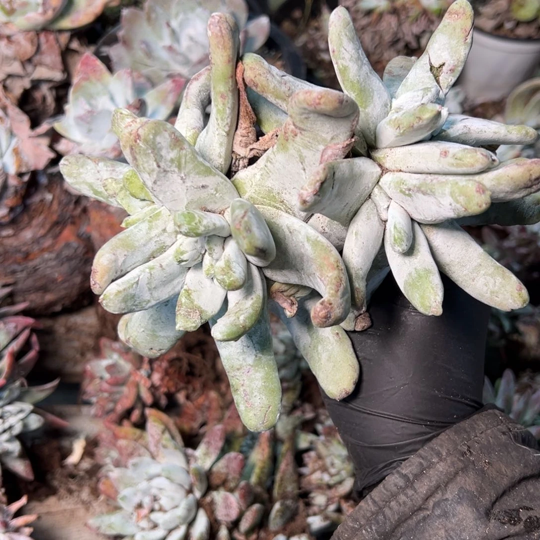 8831哈哈哈哈哈哈哈哈