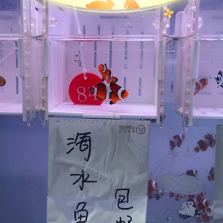 海水鱼精品黑边公子