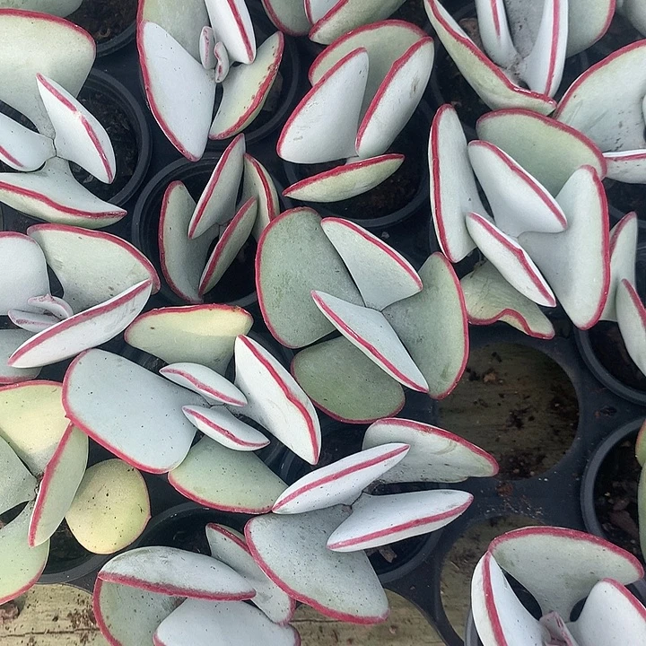 白眉多肉两颗起发随机发货