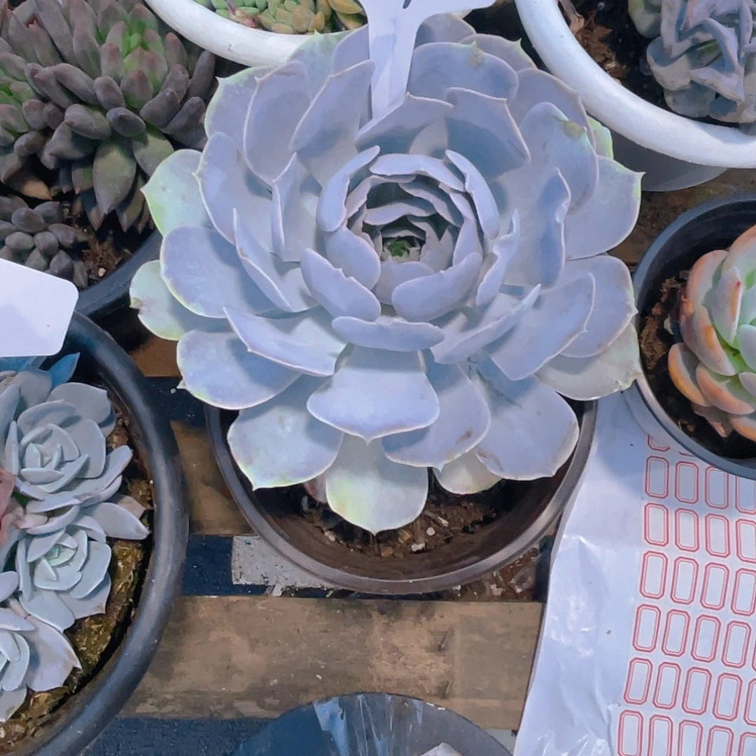 云***雪000000000000000589